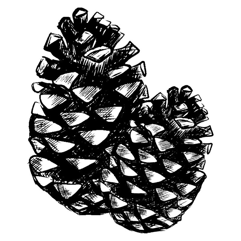 Two pine cones