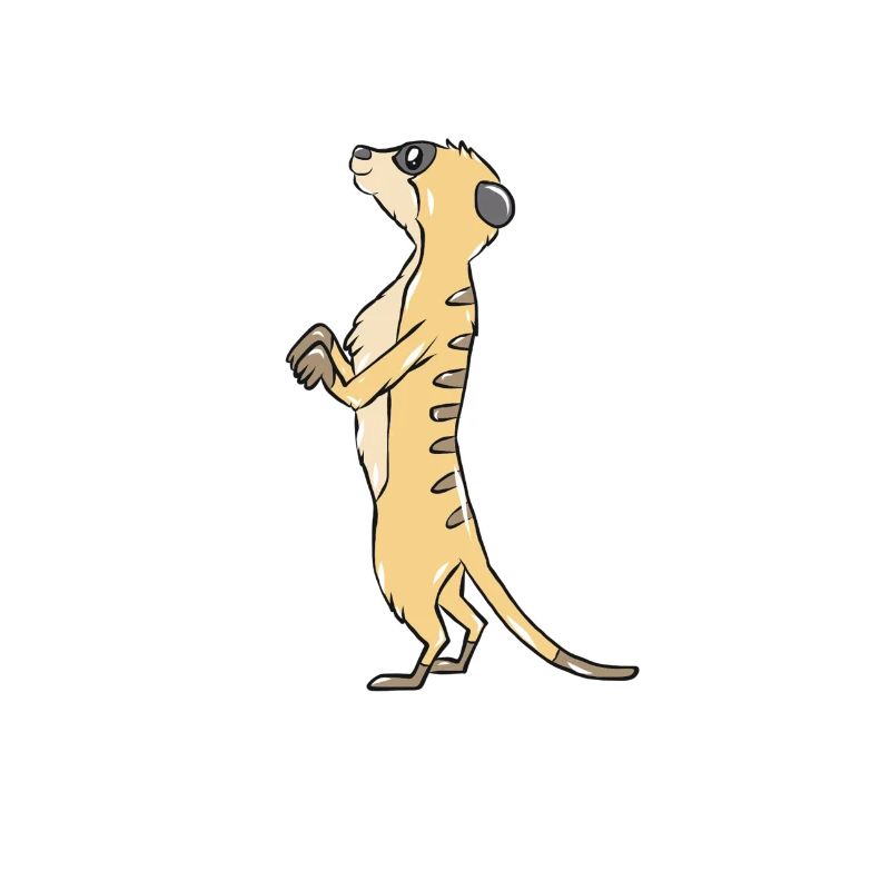 Erdmännchen