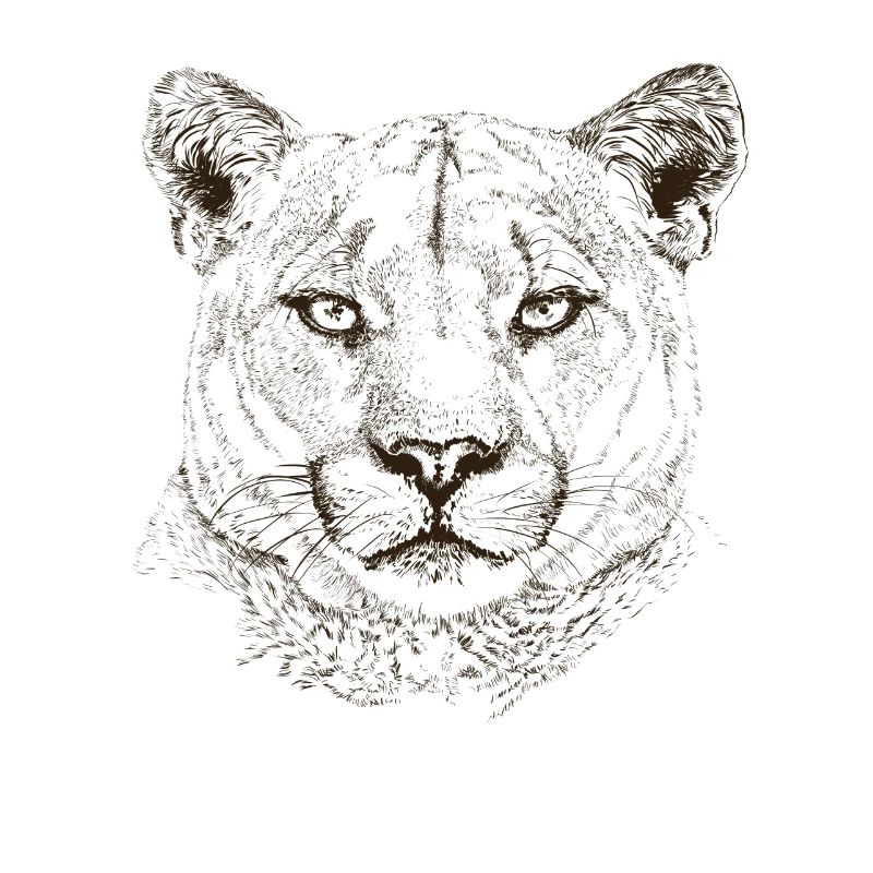 Wildkatze