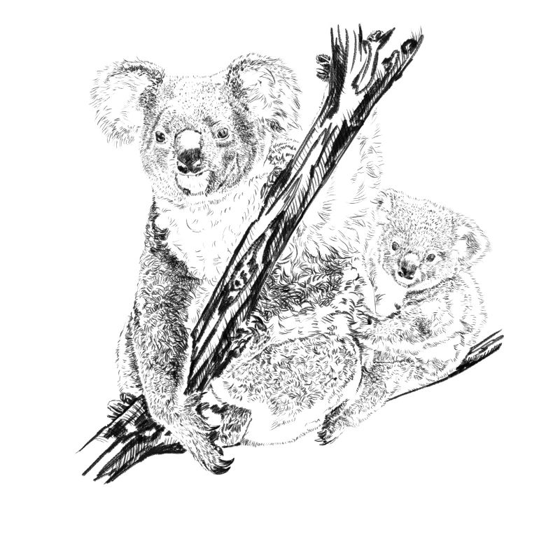 Koala