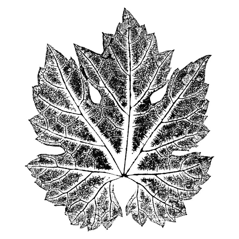 Weinblatt - Blatt vom Wein / Botanisch