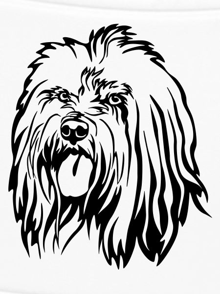 Tibet Terrier Head