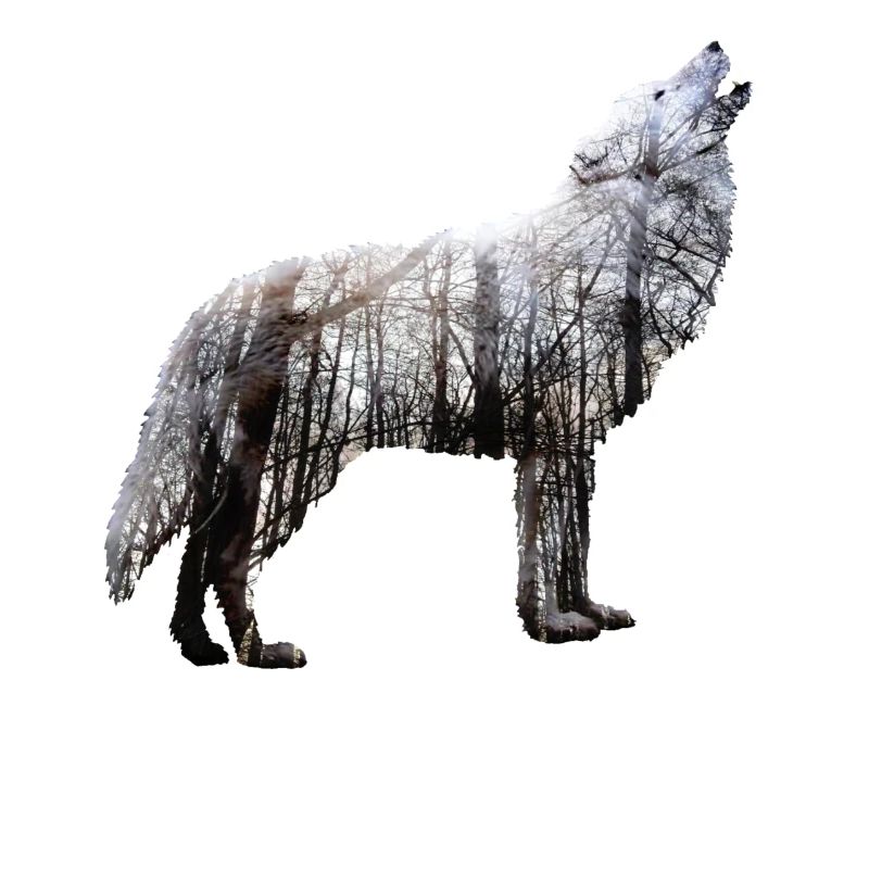Wolf Forêt Double exposition Nature
