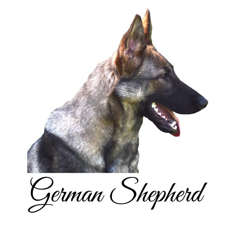 Deutscher Schäferhund German Shepherd Hundesport