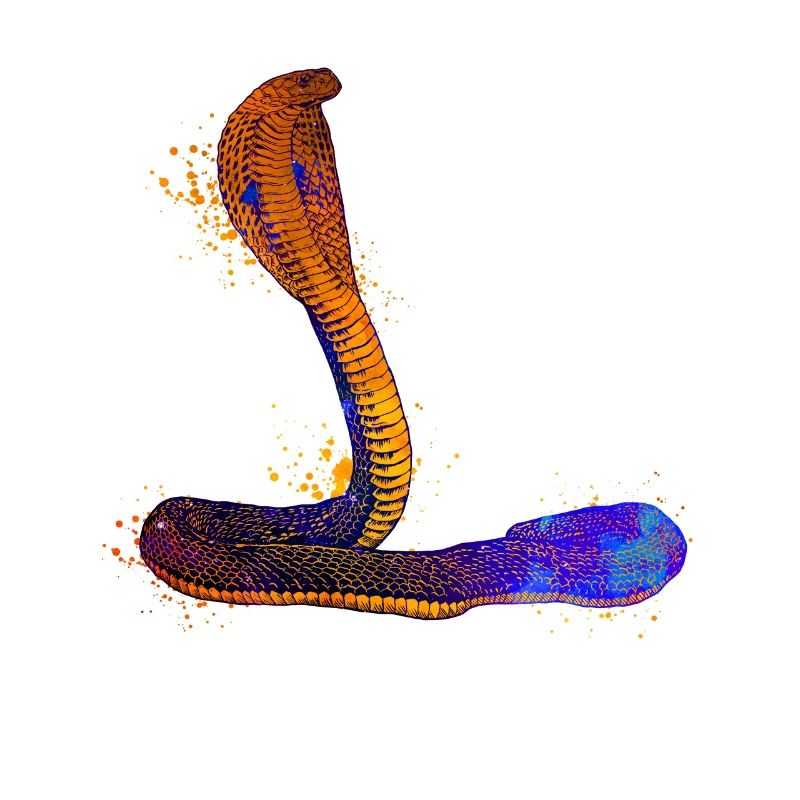 Cobra coloré