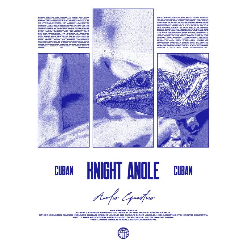 Cuban Knight Anole Lizard Owner Reptile Keeper