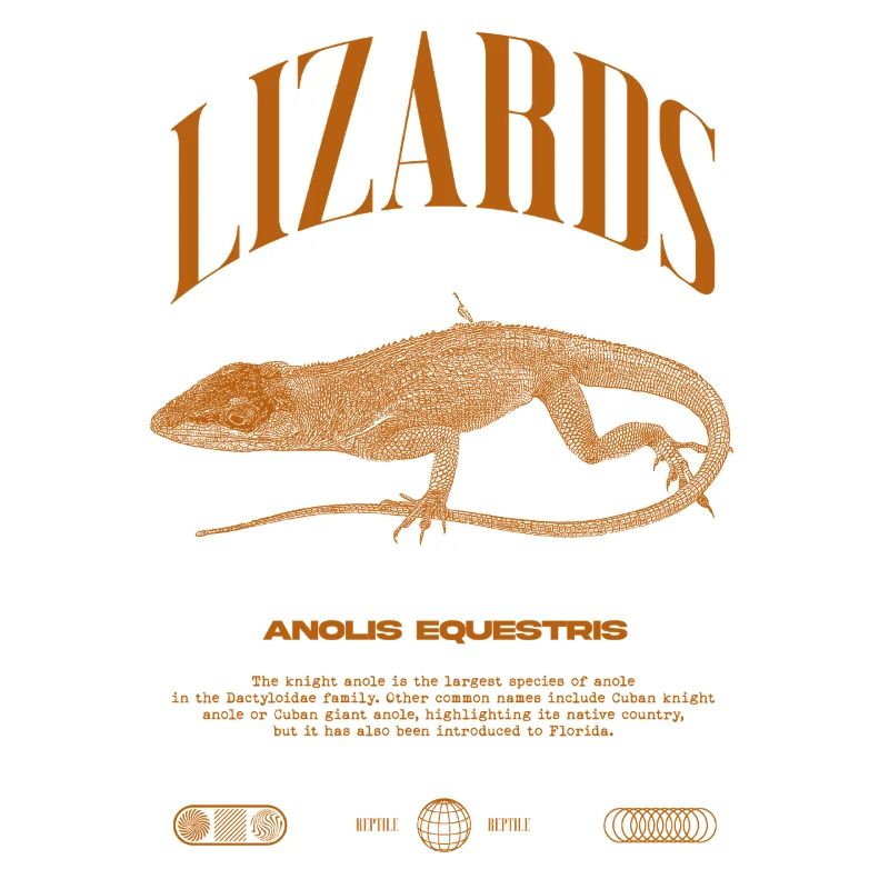 Cuban Knight Anole Reptile Keeper Lizard
