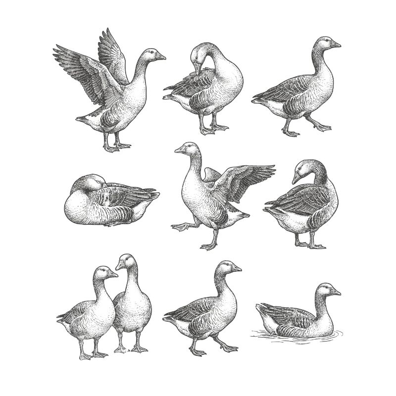 Gray Geese Silhouettes Pattern