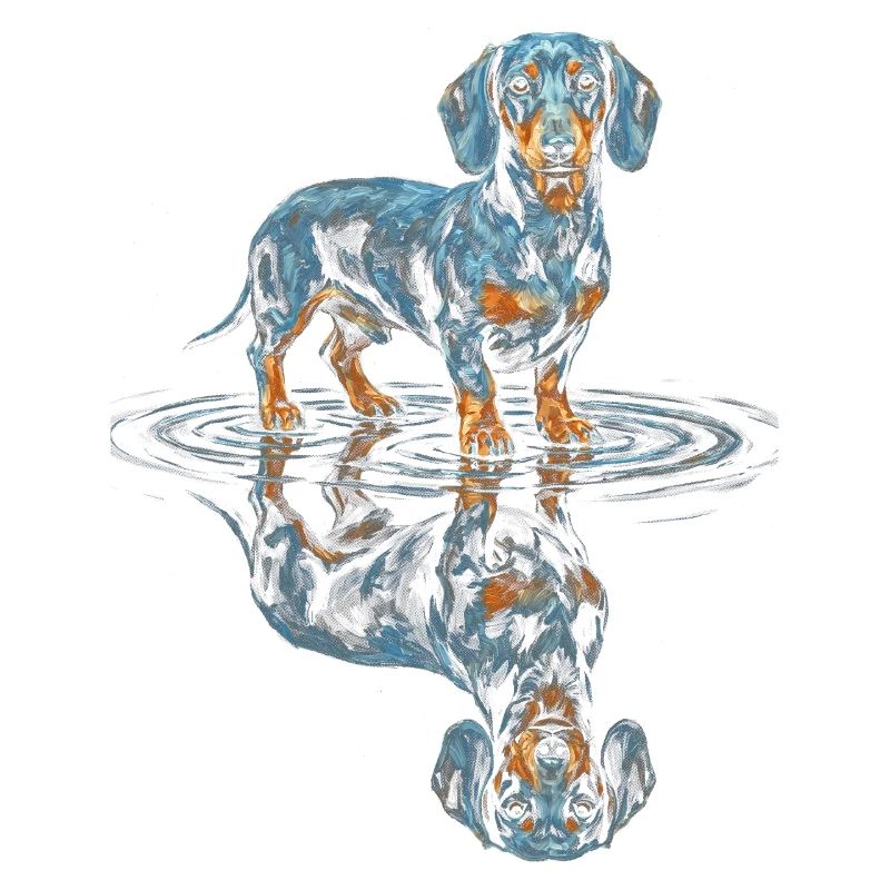 Dackel Wasserreflex Blauorange