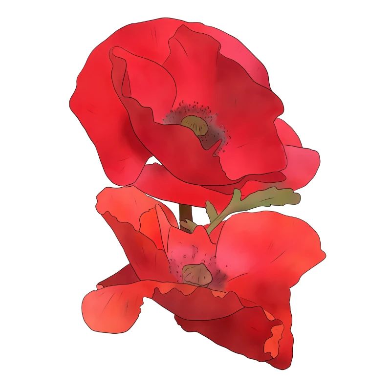 Mohn