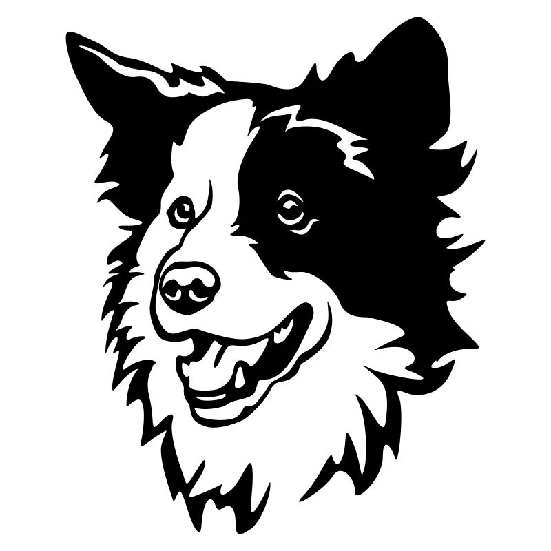 Border Collie Head