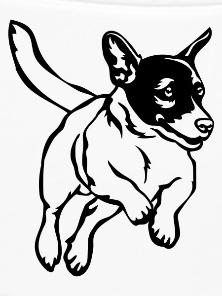 Jack Russell Terrier