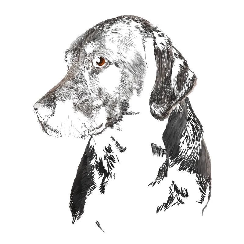 Labrador