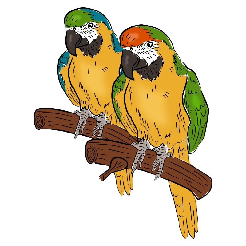 perroquets