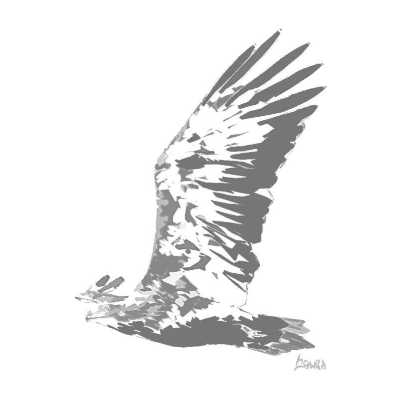 HGWild - White-tailed Eagle