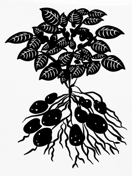 Potato plant logo