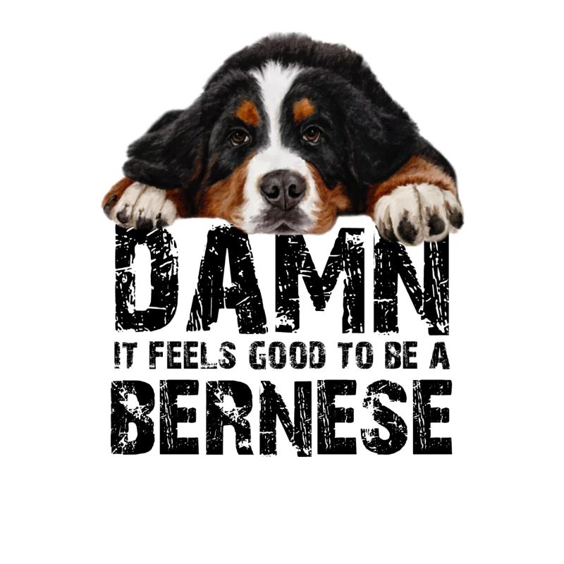 Bouvier bernois
