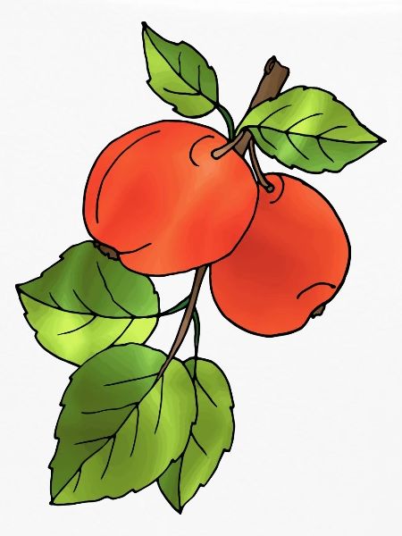 Äpfel