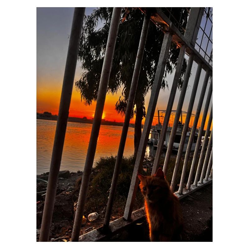 Sunset by the river with cat
