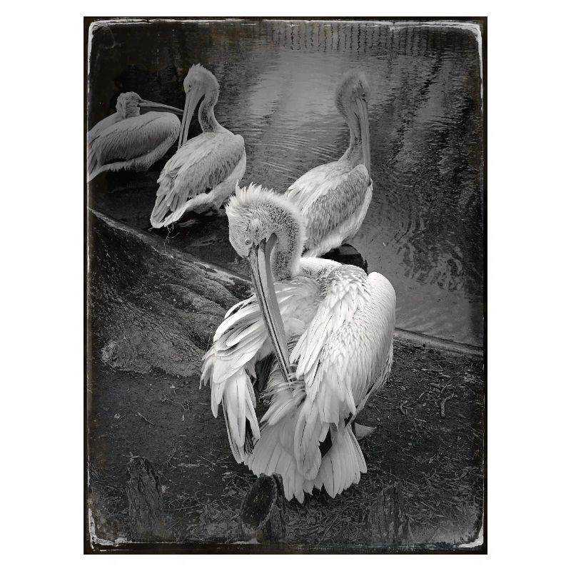 Dark Pelicans