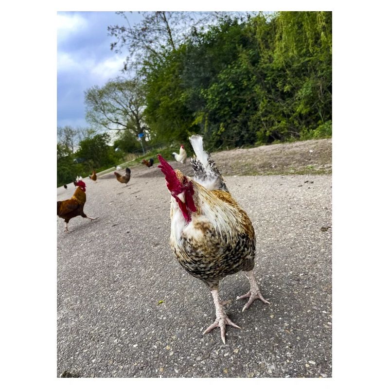 Bist du ein Huhn??