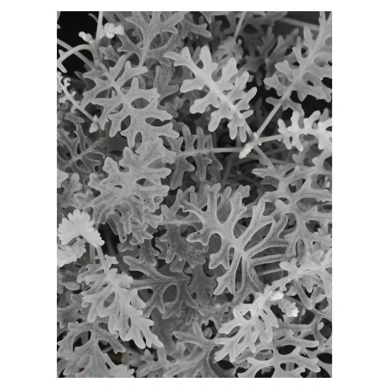 Cinéraire maritime Silver — Noir et blanc