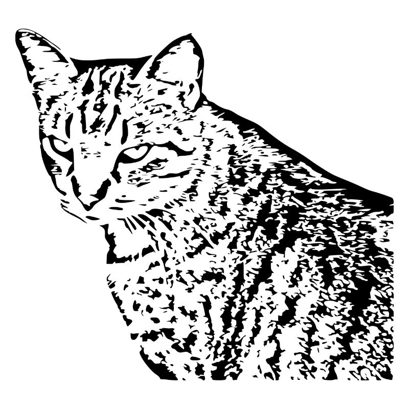 Cat, Kitten, Tiger Cat