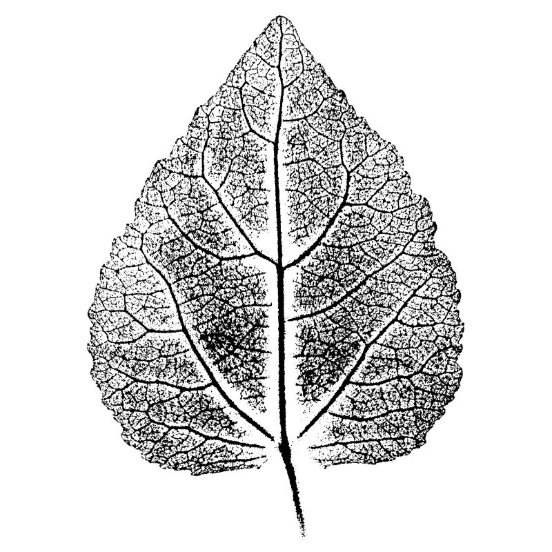 Blatte Linde ANALOG Impression d’art