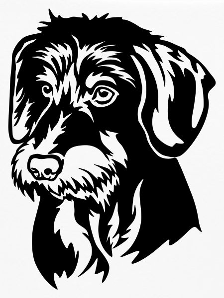 Dachshund Head