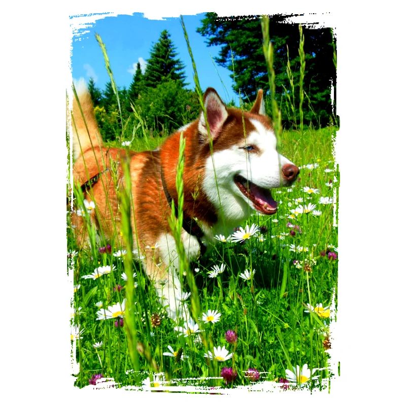 Husky dans un champ de fleurs