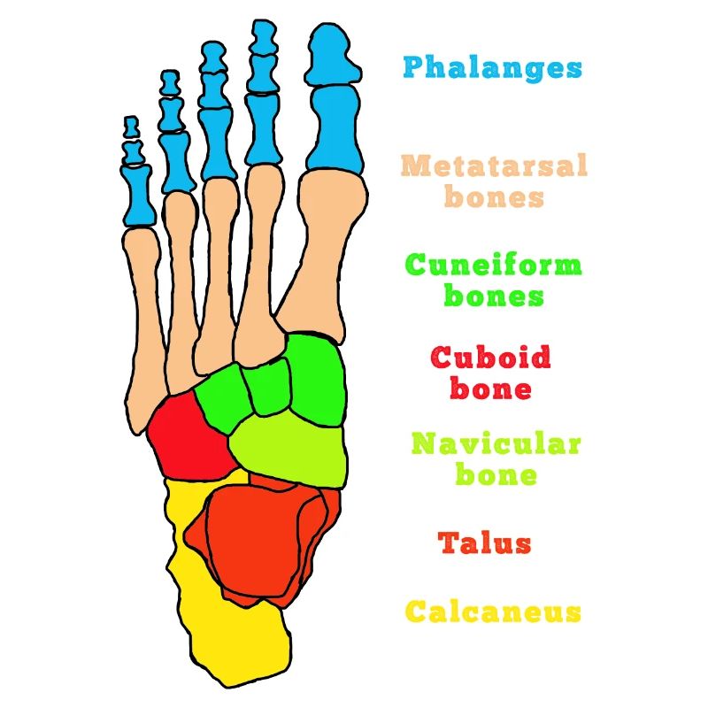 Foot Anatomy Bone Skeleton Physiotherapy
