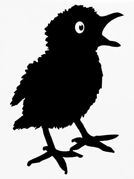 Chick Küken Piepser Vogel Schatten