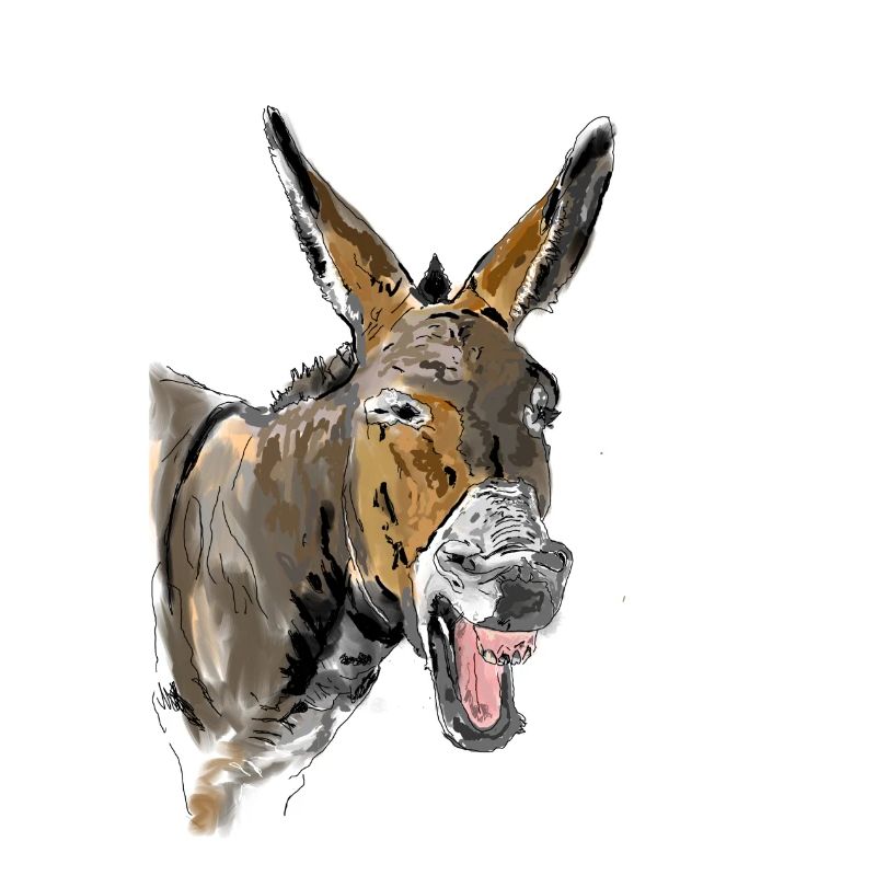 Esel Donkey Âne