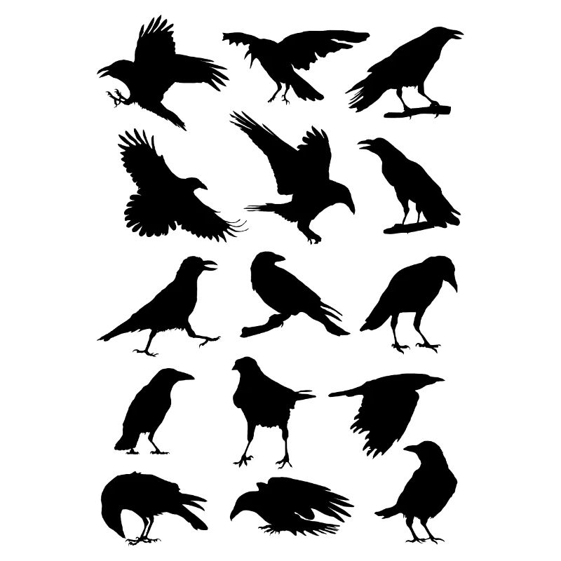 Crows, ravens, birds, bird, corvus, cabbage raven