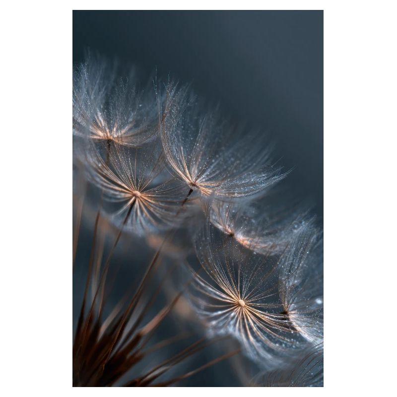Dandelion Dewlight