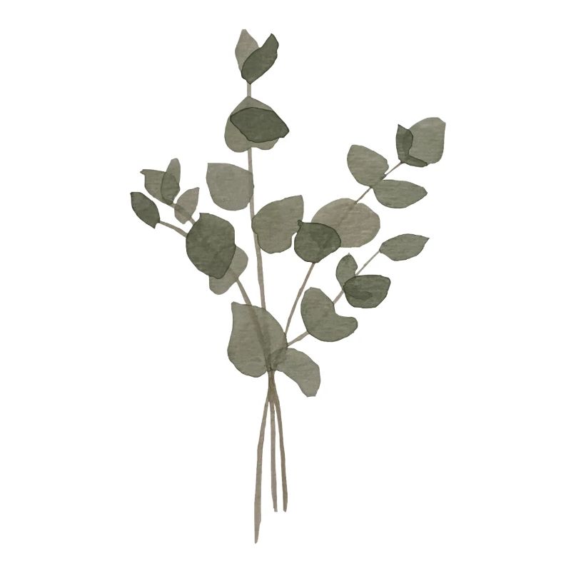 Eucalyptus à l’Aquarelle