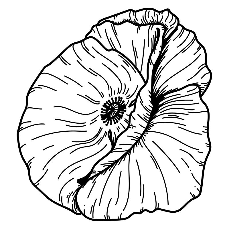 Mohn Blume 20 Zeichenfläche 12