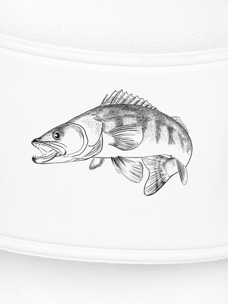 pike-perch
