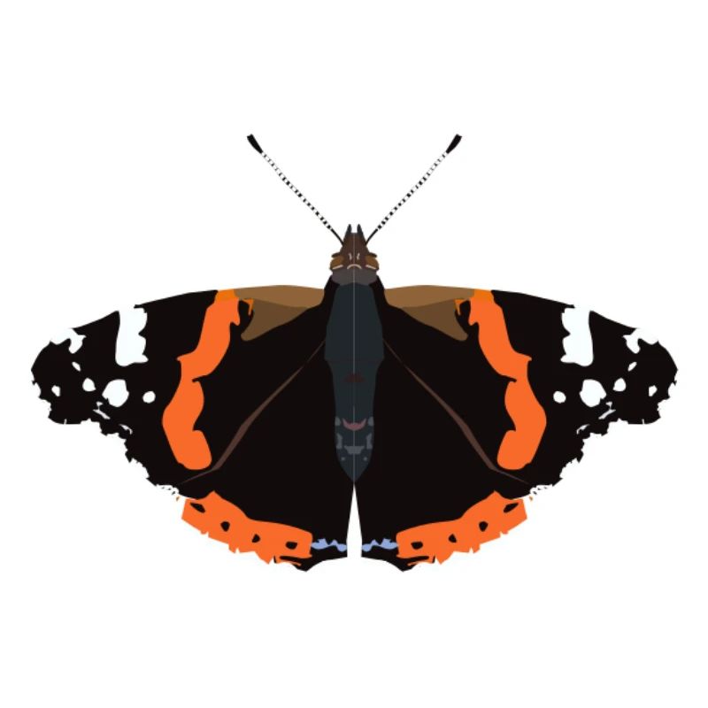 Schmetterlinge: Der Admiral