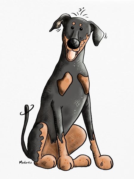 Drolliger Dobermann