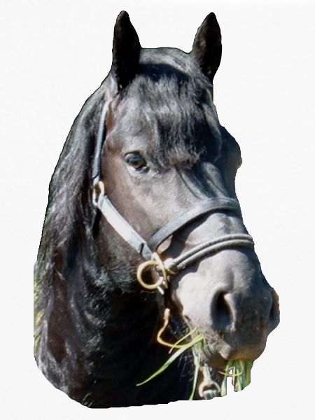 Friese Kopf