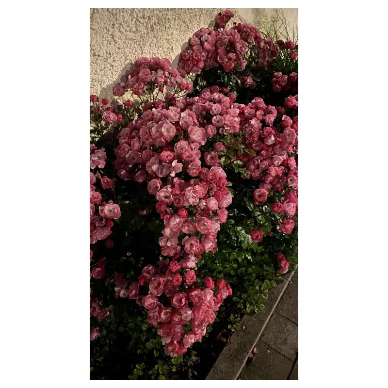 Fleur de rose dans le jardin