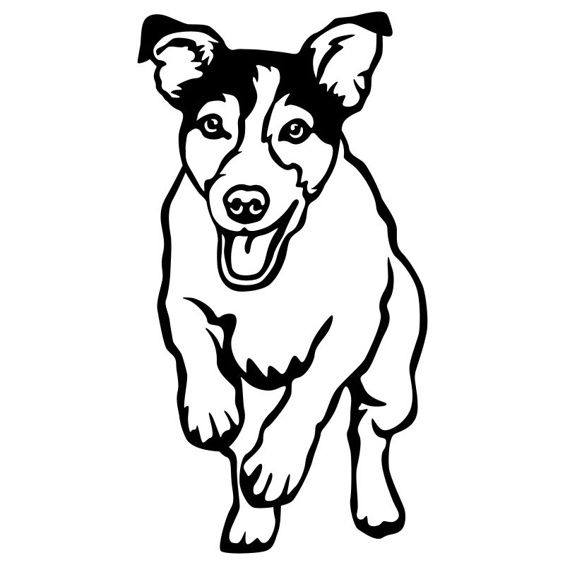 Jack Russell Terrier