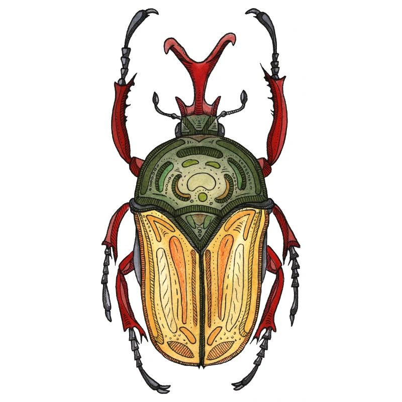 Big Stag - Coléoptère cerf géant