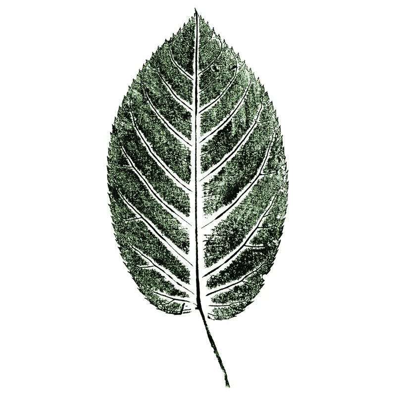 Beech Sheet / Leaf / GREEN