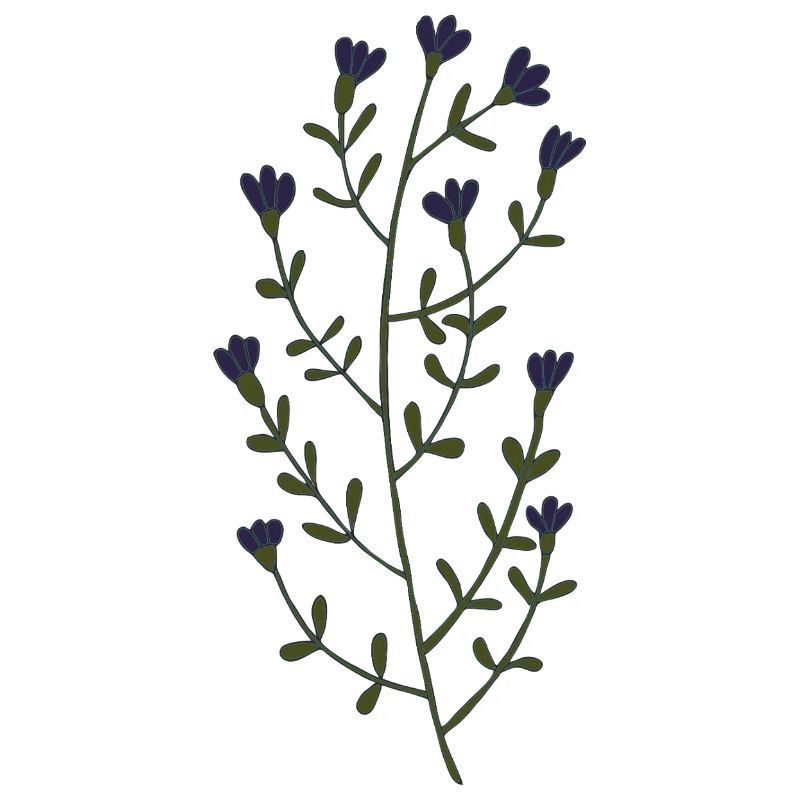Minimalist lavender illustration