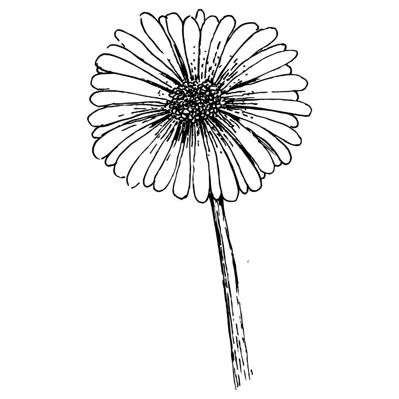 Tag des Gänseblümchens