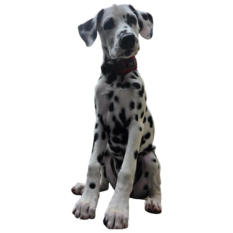 Dalmatian Puppy Pattern Contrast