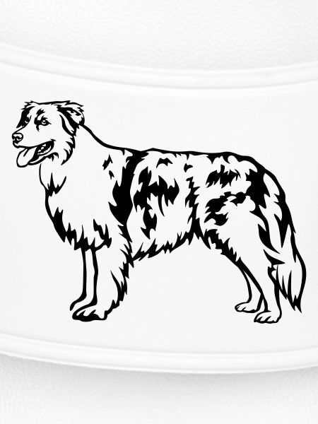 Australian Shepherd