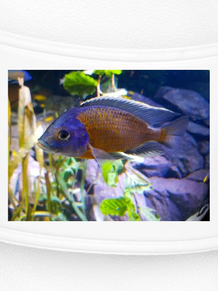 Copadichromis borleyi Buntbarsch